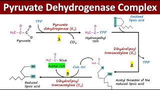 What is Pyruvate Dehydrogenase Complex PDH Complex  Oxidative Decarboxylation of Pyruvate [upl. by Malvina120]