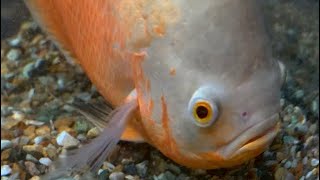 Albino Oscar Cichlid [upl. by Atnoek]