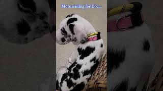 10Week Great Dane Puppy  First Vet Visit 275 lb 125 kg💉puppyvaccination greatdanepuppy dog [upl. by Aldrich]