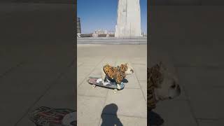 Dog skateboarding challenge at the beach skateboarding dog [upl. by Alikat]