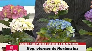 Secretos de los colores y los cuidados de las Hortensias en BDS [upl. by Namyaw593]