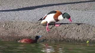 Drake maccoa Oxyura maccoa territorial behaviour to common shelduck [upl. by Doloritas]