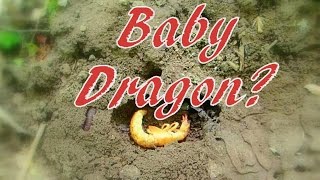 I Think I Found a Baby Dragon [upl. by Dorn810]