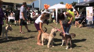 Tel Avivs First Ever Dog Marathon [upl. by Enial]