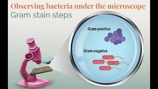 Gram staining bacteria what it is how it works and why doing it well matters [upl. by Margarethe]