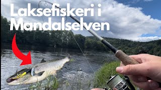 Laksefiskeri i Mandalselven [upl. by Arelus]