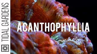 Acanthophyllia quotMeatquot Corals an underrated LPS [upl. by Lalad]