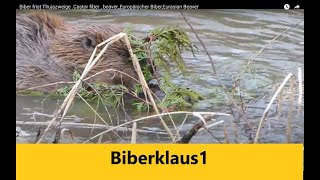 Biber Frist Thuja Zweige Castor fiber beaverEuropäischer Biber Eurasian Beaver [upl. by Morgun]