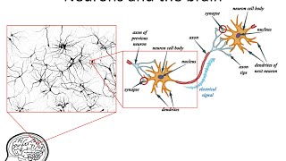 Neural Networks 3 axons dendrites synapses [upl. by Verile725]