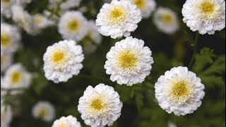 Planting out Feverfew [upl. by Mcquade]