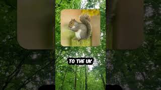 History Of Red Squirrels🐿 facts education shorts [upl. by Gabor]