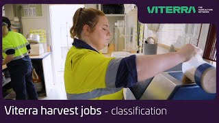 Viterra Australia harvest jobs  what is grain classification [upl. by Ordnagela]