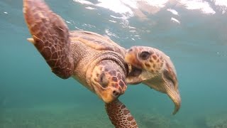 Inwater behaviour of the loggerhead sea turtle [upl. by Ellerehc250]