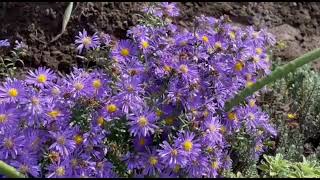 Its a balloon flower and a edible chrysanthemum flower [upl. by Gavini]