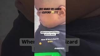 When Your Lizard Passes Away 😔 rip shortsfeed lizard shortsviral shortsfunny funnyshorts [upl. by Eidlog]