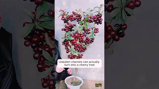 Beautiful cherry tree garden houseplantlove flowers [upl. by Market]