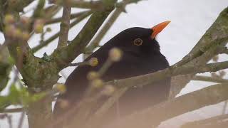 Amsel ruht sich aus Turdus merula  Natur [upl. by Estell592]