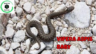 SERPENTI Cucciolo VIPERA ASPIS sul sentiero  Reptile Nation [upl. by Nyllewell197]