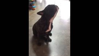 Walter The Howling French Bulldog [upl. by Hailed]