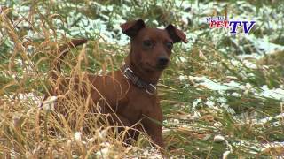 Zwergpinscher Informationen zur Rasse [upl. by Eatnod]