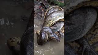 ANACONDA VS COCODRILOpesca anaconda fishing [upl. by Volding]