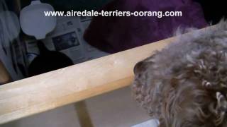 Airedale Terrier Puppy Meets His Dad  Oorang Airedales [upl. by Adnimra]