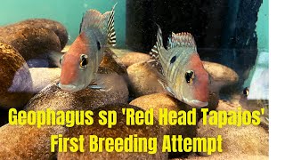 Geophagus sp Red Head Tapajos First Spawn Attempt [upl. by Ailegna]