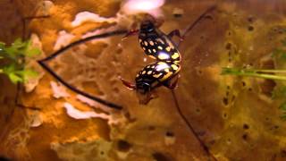 Sunburst Diving Beetle  Thermonectus marmoratus [upl. by Calise124]