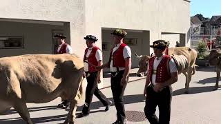 Alpabzug Appenzell 2023 Cowparade Appenzell Switzerland [upl. by Attennek172]