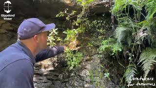 Sunny Creek biodiversity  Filmy Maidenhair fern [upl. by Caras]