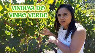 VINDIMA DO VINHO VERDE MINHO  PORTUGAL [upl. by Mich786]