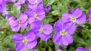 Aubrieta deltoidea Royal Blue  Sumarstjarna  Hraunbúi  Sumarblóm  Garðyrkja [upl. by Brittnee]