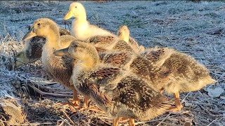 Silver Appleyard Ducklings foraging at 32 days [upl. by Adev]