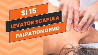 SI 15  Palpation Demo Levator Scapula [upl. by Silva699]