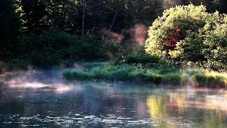 Entspannung Naturgeräusche  Vogelstimmen im Wald [upl. by Millburn21]