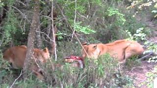 Two lionesses feasting from a warthog [upl. by Meijer]