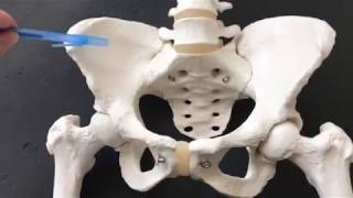 Where is the sacroiliac joint Introductory video [upl. by Adigun385]