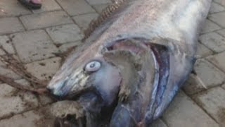 Giant 18foot oarfish found off California coast [upl. by Pryce477]