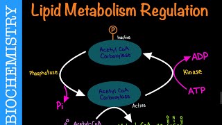 Lipid Metabolism Regulation via AcetylCoA Carboxylase  Biochemistry [upl. by Edijabab154]