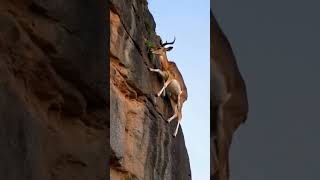 Mountain Goat vertical on a cliff face shorts wildlife [upl. by Dnalor]