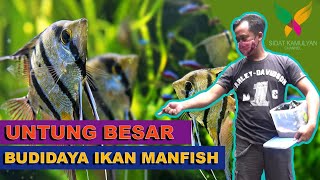 Budidaya Ikan Manfish Omset Bisa Jutaan Rupiah [upl. by Doe82]