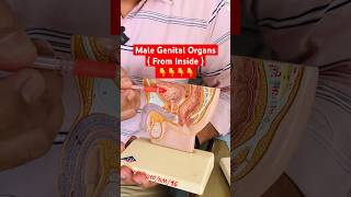 Male Genital Organs from inside shorts viral [upl. by Ihskaneem]