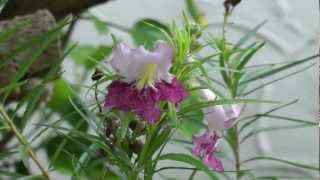 Desert willow timeless beauty San Benito Texas 20120903 [upl. by Innavoj]