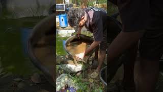 ഇത്ര ഭംഗി ഉള്ള aquarium എങ്ങനെ ഉണ്ടാക്കി👀  planted tank making  new tank setup  fish tank [upl. by Naujaj]