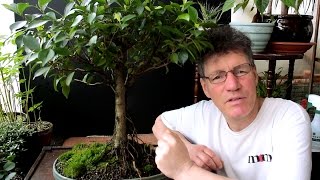 Pre Summer Work on a Ficus Bonsai Part 1 Mar 2017 [upl. by Vincenta482]