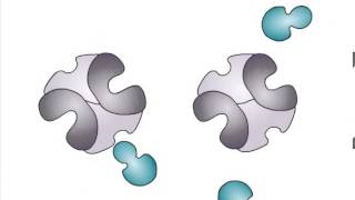 Allosteric Regulation of Enzymes [upl. by Laurena]