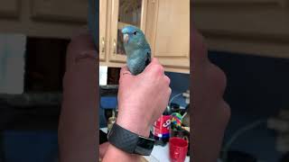 Kyle the talking Linnie parrots birds lineolatedparakeet [upl. by Ydnem]