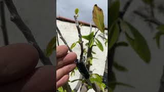 How to graft cay mãng cầu  Cherimoya Custard Apple Seeds Annona Cherimola  Cherimoya [upl. by Yarb]