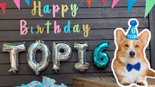 6th BIRTHDAY  Topi the Corgi [upl. by Aldric534]