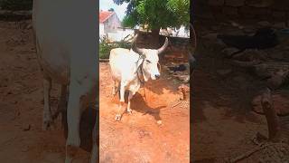 Tabele ki dival gir gai 😱cowvideos [upl. by Barbette571]